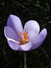 Fotografia da espécie Colchicum lusitanum