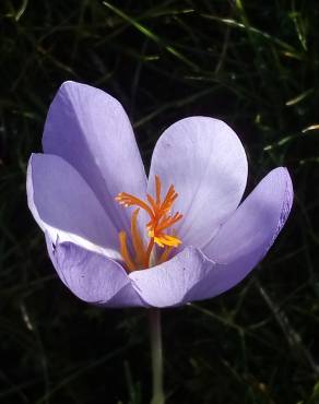 Fotografia 3 da espécie Colchicum lusitanum no Jardim Botânico UTAD