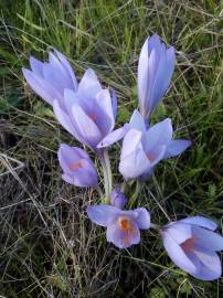 Fotografia da espécie Colchicum lusitanum