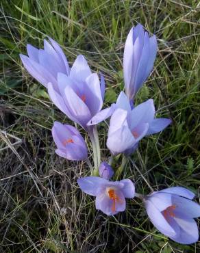 Fotografia 4 da espécie Colchicum lusitanum no Jardim Botânico UTAD