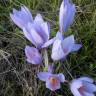 Fotografia 4 da espécie Colchicum lusitanum do Jardim Botânico UTAD