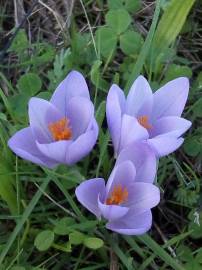 Fotografia da espécie Colchicum lusitanum