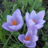 Fotografia 5 da espécie Colchicum lusitanum do Jardim Botânico UTAD