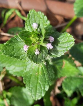 Fotografia 16 da espécie Stachys arvensis no Jardim Botânico UTAD