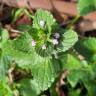 Fotografia 16 da espécie Stachys arvensis do Jardim Botânico UTAD