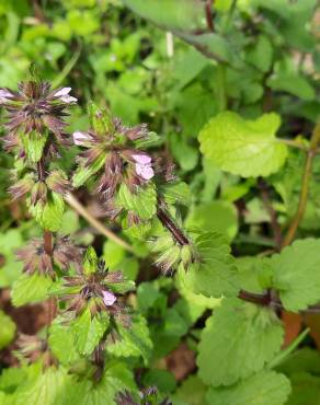 Fotografia 17 da espécie Stachys arvensis no Jardim Botânico UTAD