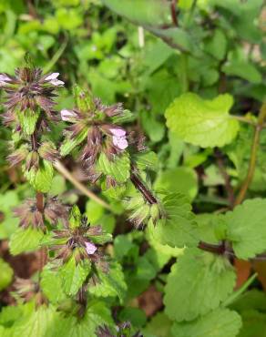 Fotografia 17 da espécie Stachys arvensis no Jardim Botânico UTAD