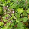 Fotografia 17 da espécie Stachys arvensis do Jardim Botânico UTAD