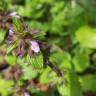 Fotografia 18 da espécie Stachys arvensis do Jardim Botânico UTAD