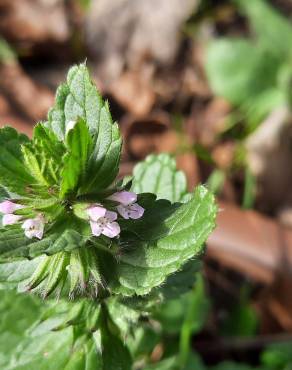 Fotografia 19 da espécie Stachys arvensis no Jardim Botânico UTAD