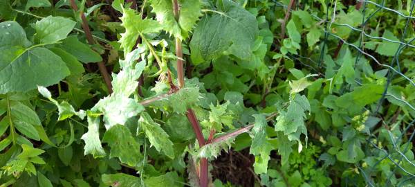 Fotografia da espécie Sonchus asper subesp. asper