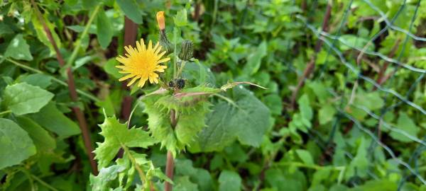 Fotografia da espécie Sonchus asper subesp. asper