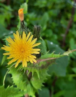 Fotografia 9 da espécie Sonchus asper subesp. asper no Jardim Botânico UTAD