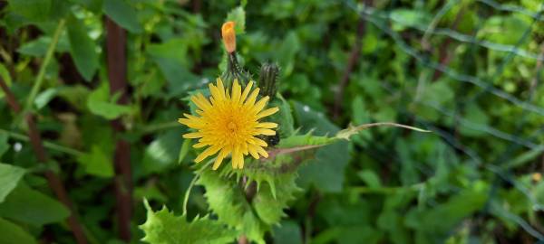 Fotografia da espécie Sonchus asper subesp. asper