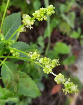 Fotografia 11 da espécie Mercurialis annua no Jardim Botânico UTAD