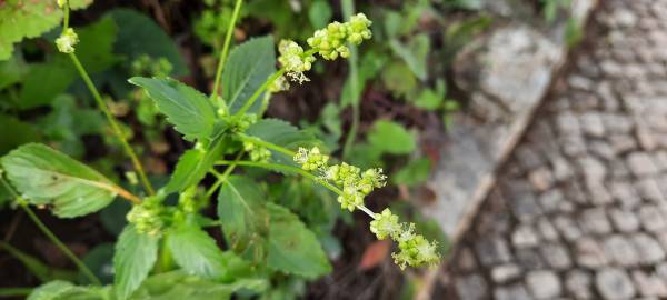 Fotografia da espécie Mercurialis annua