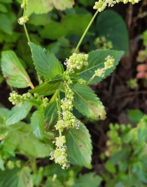 Fotografia 12 da espécie Mercurialis annua no Jardim Botânico UTAD