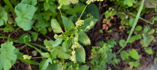 Fotografia da espécie Mercurialis annua