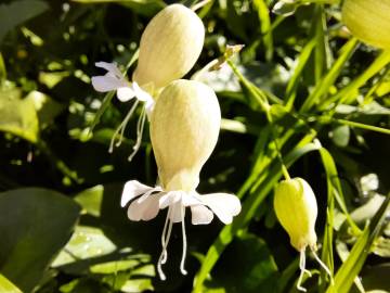 Fotografia da espécie Silene vulgaris subesp. vulgaris