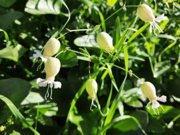 Fotografia da espécie Silene vulgaris subesp. vulgaris