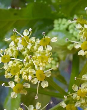 Fotografia 17 da espécie Smyrnium olusatrum no Jardim Botânico UTAD