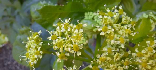 Fotografia da espécie Smyrnium olusatrum