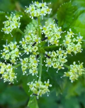 Fotografia 19 da espécie Smyrnium olusatrum no Jardim Botânico UTAD