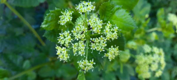 Fotografia da espécie Smyrnium olusatrum