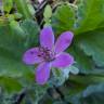 Fotografia 13 da espécie Erodium malacoides do Jardim Botânico UTAD