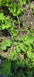 Fotografia da espécie Erodium malacoides