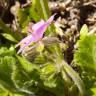 Fotografia 16 da espécie Erodium malacoides do Jardim Botânico UTAD