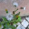 Fotografia 15 da espécie Senecio vulgaris do Jardim Botânico UTAD