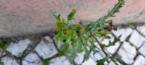 Fotografia da espécie Senecio vulgaris