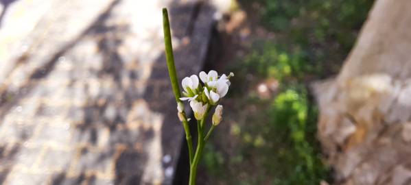 Fotografia da espécie Cardamine hirsuta