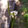 Fotografia 17 da espécie Cardamine hirsuta do Jardim Botânico UTAD