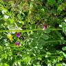 Fotografia 24 da espécie Vicia sativa subesp. sativa do Jardim Botânico UTAD