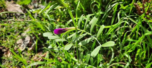 Fotografia da espécie Vicia sativa subesp. sativa