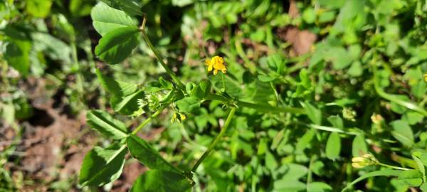 Fotografia da espécie Medicago polymorpha