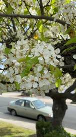 Fotografia da espécie Prunus avium