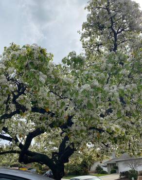 Fotografia 15 da espécie Prunus avium no Jardim Botânico UTAD
