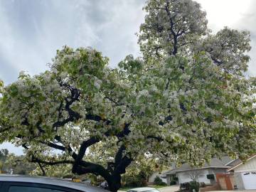 Fotografia da espécie Prunus avium