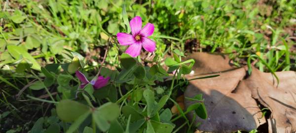 Fotografia da espécie Oxalis articulata