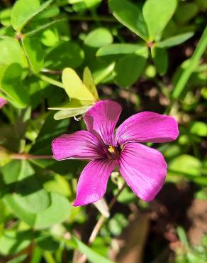 Fotografia 10 da espécie Oxalis articulata no Jardim Botânico UTAD