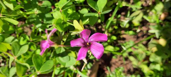 Fotografia da espécie Oxalis articulata