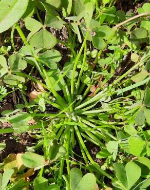 Fotografia 11 da espécie Oxalis articulata no Jardim Botânico UTAD