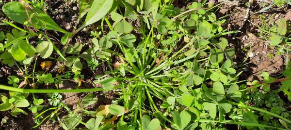 Fotografia da espécie Oxalis articulata