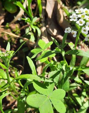 Fotografia 11 da espécie Lobularia maritima subesp. maritima no Jardim Botânico UTAD