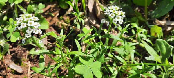 Fotografia da espécie Lobularia maritima subesp. maritima