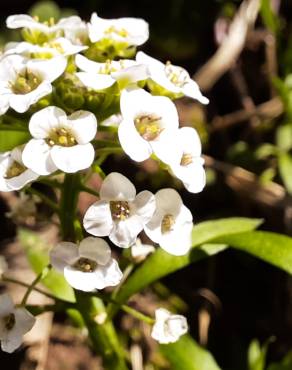 Fotografia 12 da espécie Lobularia maritima subesp. maritima no Jardim Botânico UTAD