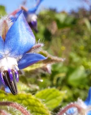 Fotografia 17 da espécie Borago officinalis no Jardim Botânico UTAD